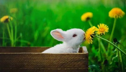 沈丘伴游，定制QQ：3494206190微信：act1322